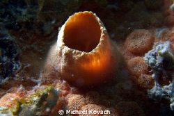 Red Boring Sponge at the Fish Camp Rocks off the beach in... by Michael Kovach 